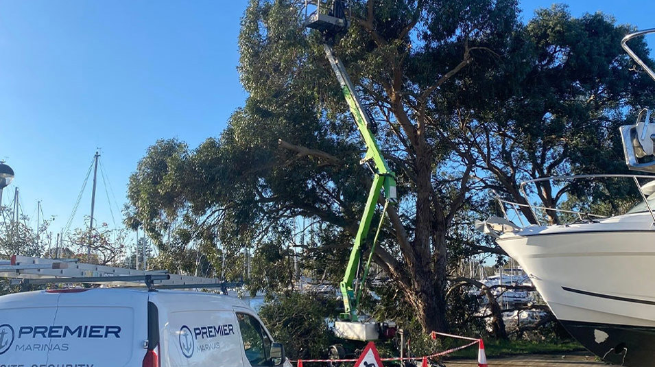 Chichester Trees MCB